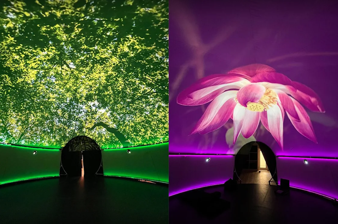 The dome projecting a forest canopy and a lotus bloom